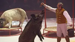 Visuel de Une saison au cirque
