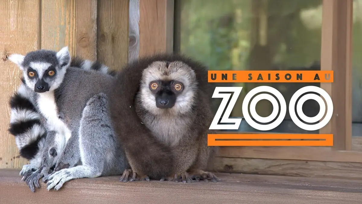 Visuel de Une saison au zoo