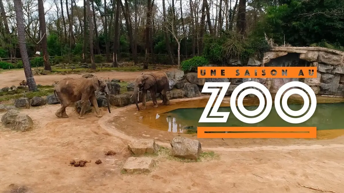 Une saison au zoo