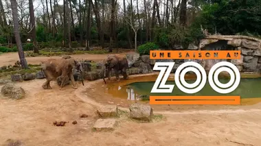 Une saison au zoo