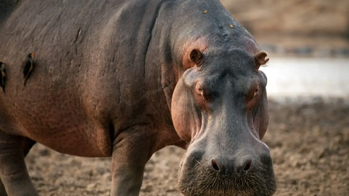 Une saison au zoo