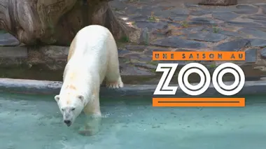 Une saison au zoo