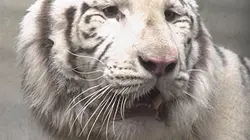 Une saison au zoo S05E09