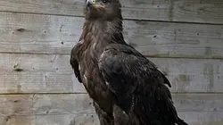 Une saison au zoo S05E27