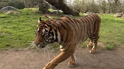 Une saison au zoo S01E17