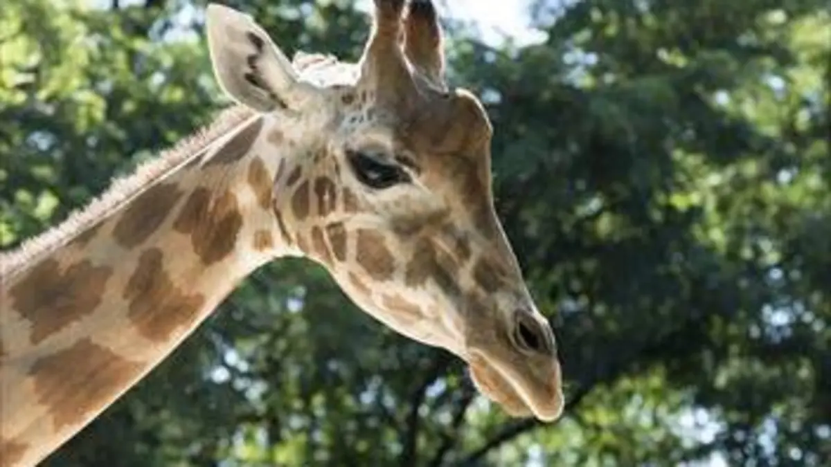 Une saison au zoo S11E00