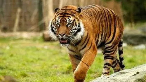 Une saison au zoo E36