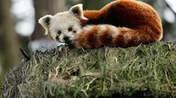 Une saison au zoo E38