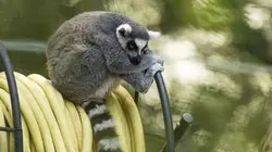 Une saison au zoo E06