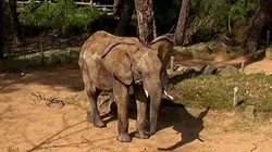 Une saison au zoo S01E11