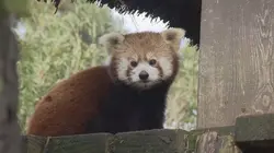 Une saison au zoo  S08E47