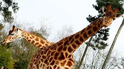 Une saison au zoo S03E14