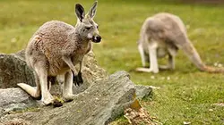 Une saison au zoo S04E38