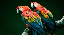 Une saison au zoo