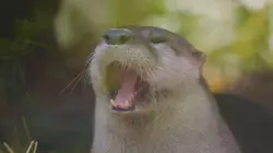 Une saison au zoo