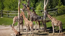 Une saison au zoo