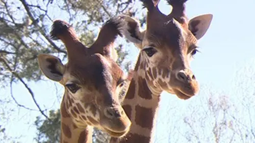 Une saison au zoo, le mag