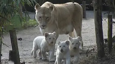 Une saison au zoo S05E01