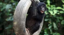 Visuel de Une saison chez les bonobos