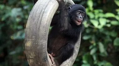 Une saison chez les bonobos