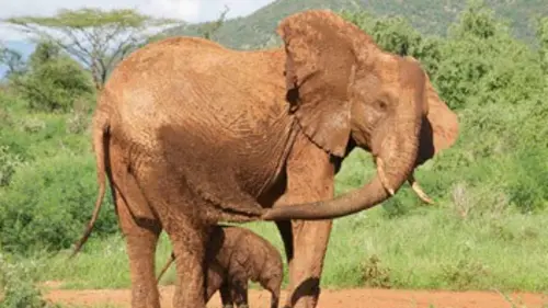 Une saison chez les éléphants