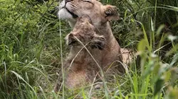 Une saison chez les lions