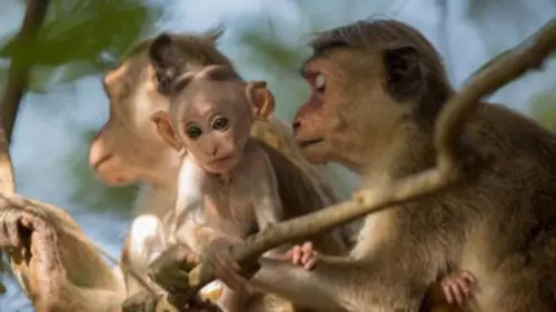 Une saison chez les macaques