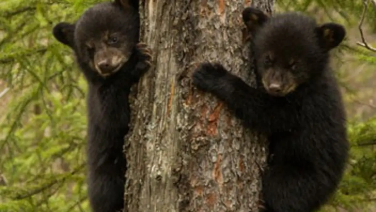 Une saison chez les ours
