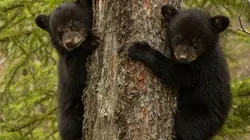 Visuel de Une saison chez les ours