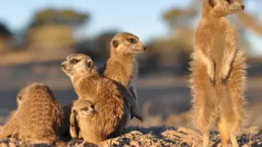 Une saison chez les suricates
