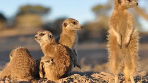 Une saison chez les suricates