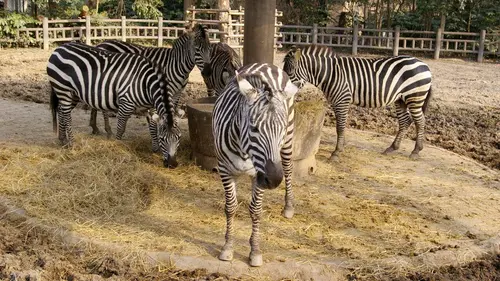 Une vie au zoo