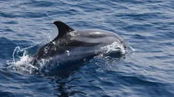 Une vie de bêtes S05E02 SOS Grand Bleu, Cap sur la Méditerranée