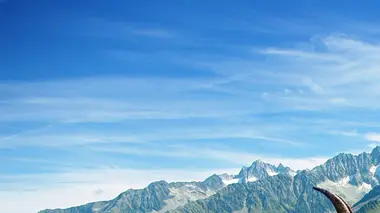 Les animaux de la vallée de Chamonix