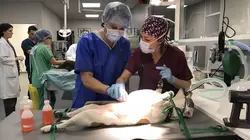 Une vie de bêtes S03E05 La clinique vétérinaire de Frégis