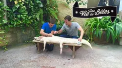 Une vie de bêtes