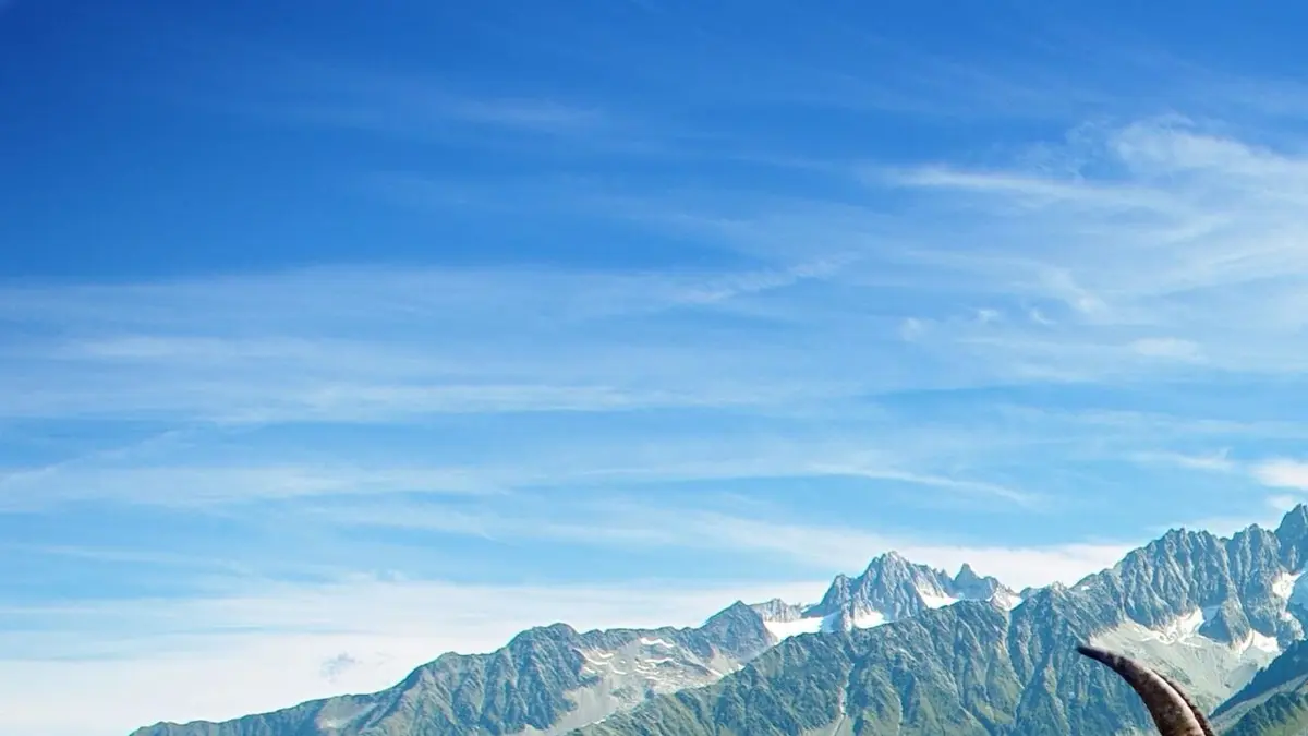 Visuel de Une vie de bêtes S04E05 Le PAL