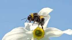 Visuel de Une vie de bourdon