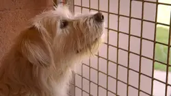 Une vie de chien