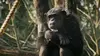 Une vie de chimp'