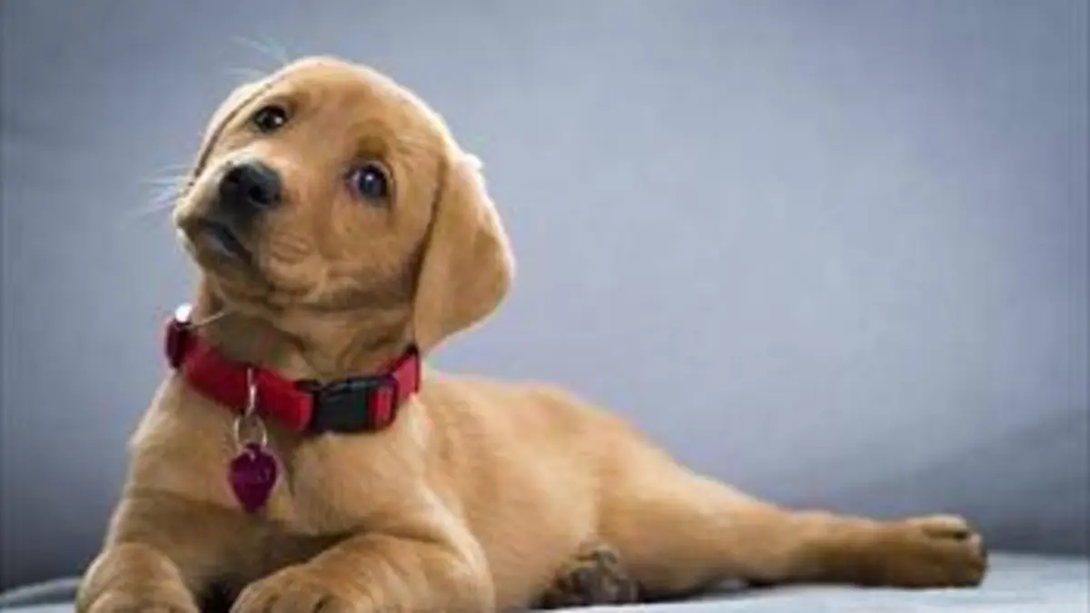 Une vie de chiot S02E03 Une nouvelle famille