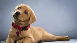 Une vie de chiot S02E03 Une nouvelle famille