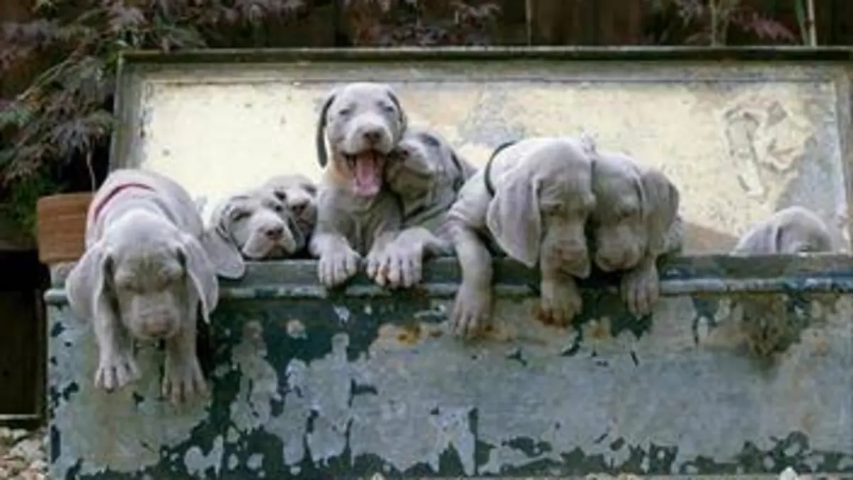 Une vie de chiot S02E04 L'aventure commence