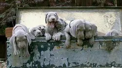 Une vie de chiot S02E04 L'aventure commence