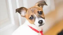 Une vie de chiot S02E05 Attention, chien sensible