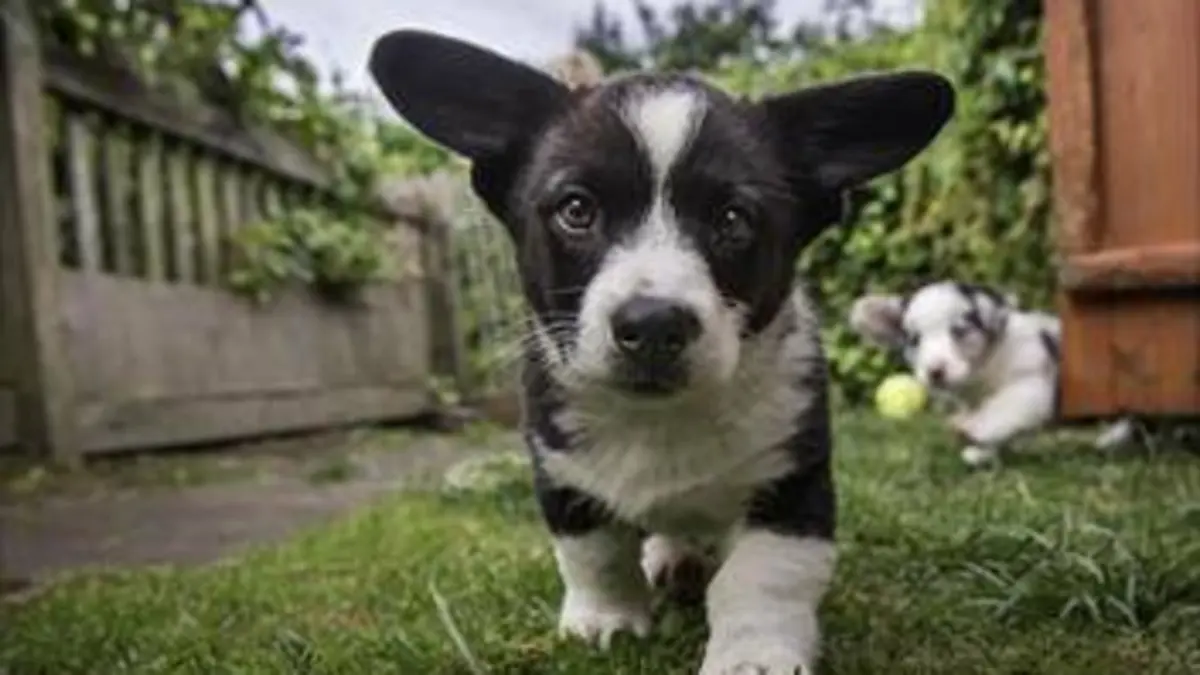 Une vie de chiot S02E06 Apprendre à communiquer