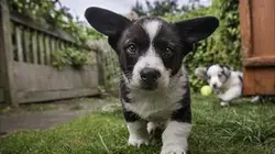 Visuel de Une vie de chiot