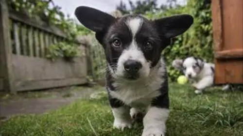 Une vie de chiot S02E06 Apprendre à communiquer