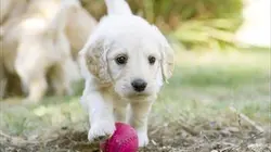 Une vie de chiot S02E07 Les super héros