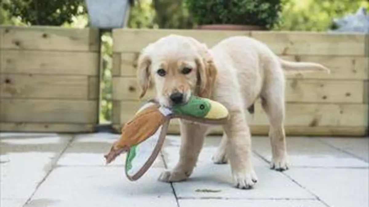 Une vie de chiot S02E08 Malin comme un chien